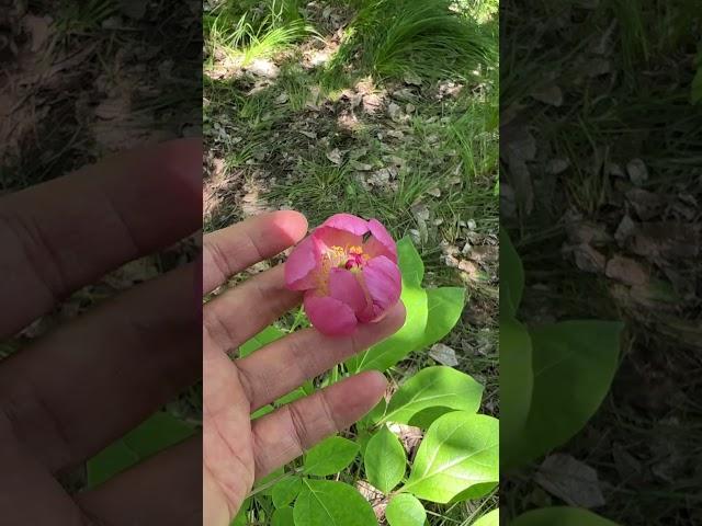 #반할 수 밖에 없는 #산작약의 자태