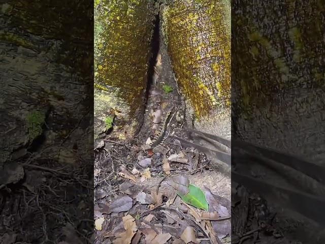 Catch centipedes