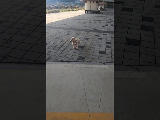 언니야 나는 틀렸어...#산책중 #돌다리 #무서워 #못건너가요 #겁쟁이 #결국 #언니가 #안고 #건넜어요