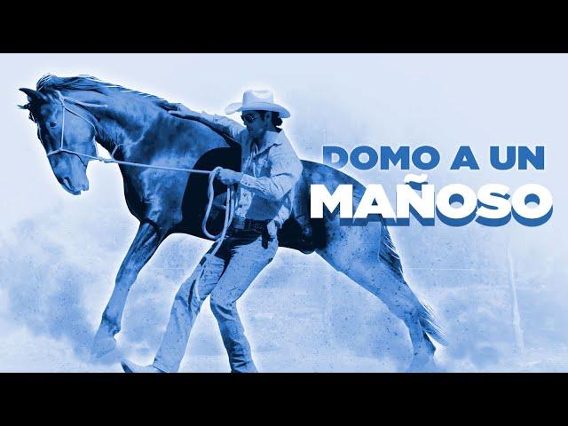 CABALLO CERRIL CON MAÑAS, primeras montas