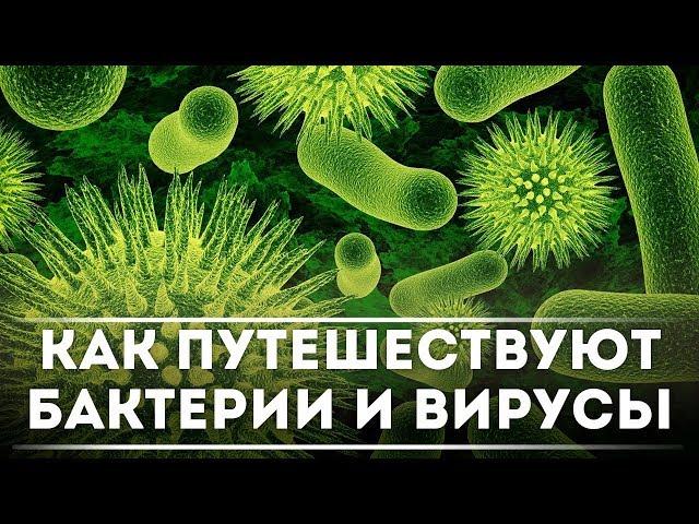 Вокруг света за пару дней - Как перемещаются бактерии и вирусы? | DeeaFilm