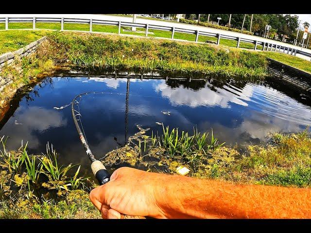 The hunt for a new PB ! Topwater fishing for an invasive South Florida DINOSAUR