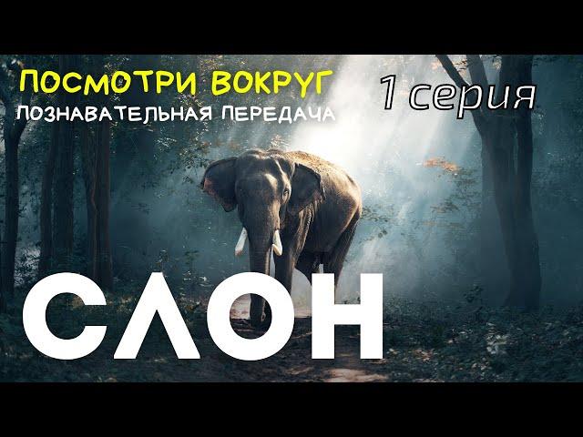 Всё о СЛОНАХ - христианская познавательная передача «ПОСМОТРИ ВОКРУГ»