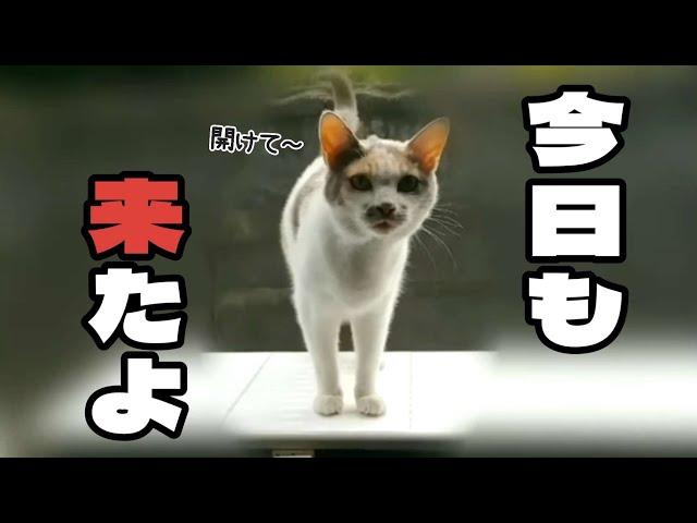 【１０.野良三毛猫が家族になるまで】餌やりさんの衝撃発言でドン引きしてもいつものミーちゃんに癒されました。