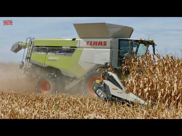 CLAAS 8600 LEXION Combine Harvesting 16 Rows of Corn