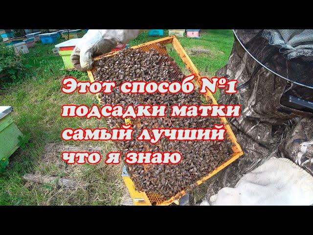 ТРИ ПРОВЕРЕННЫХ МНОЙ СПОСОБА ПОДСАДКИ ПЛОДНЫХ МАТОК