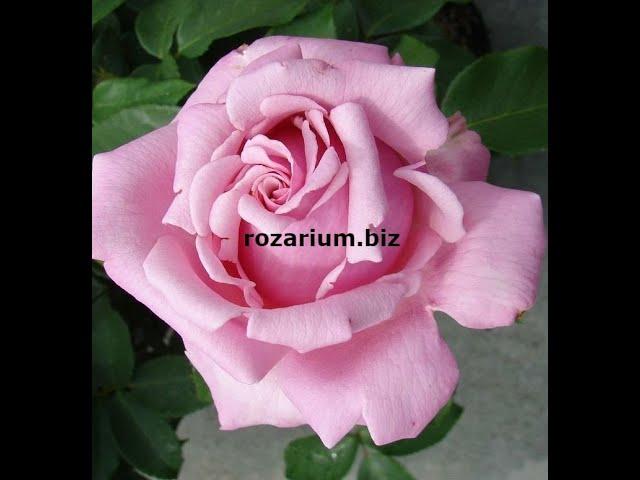 осенняя высадка роз , питомник роз полины козловой, rozarium.biz, secrets of growing roses