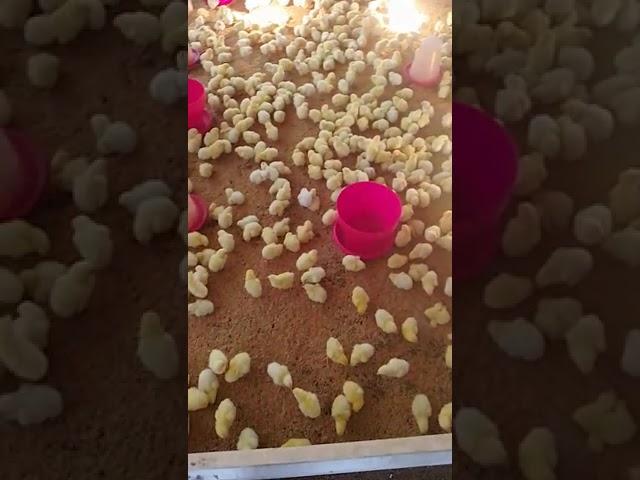 #hatchery #egg #chicken #farming #viral #trending #guntur #forest #gk#hyderabad #india #jaishreeram