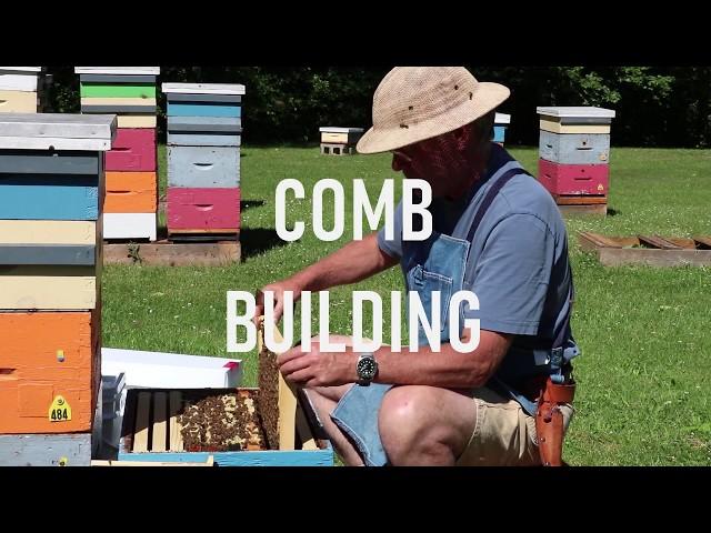 Comb Building