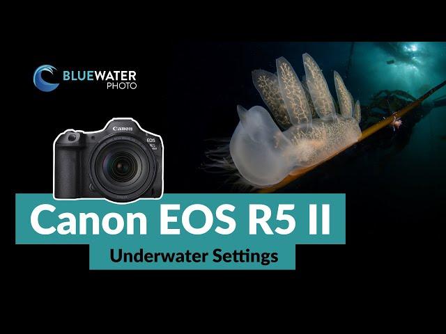 Our TOP Canon R5 Mark II Underwater Settings // Photo & Video // Full Setup Guide