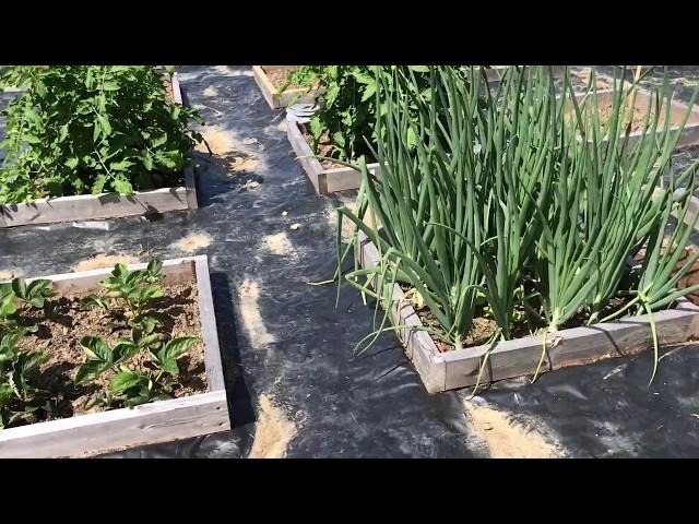 My Minibed Gardening Experiment... A Resounding Success!