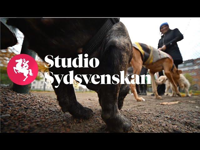 Studio Sydsvenskan: Vem vill skada Malmös hundar?