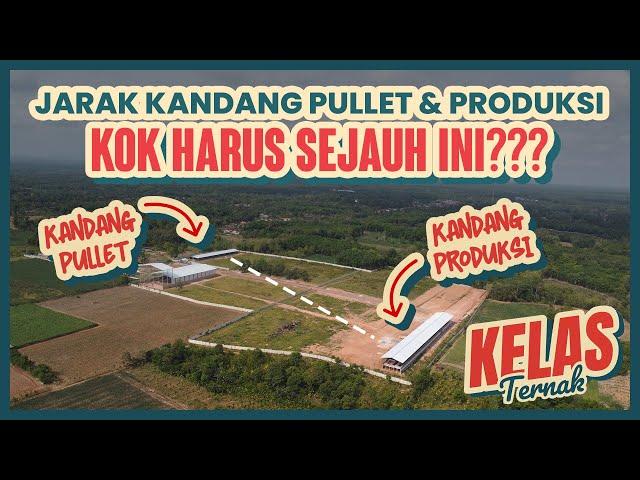 JARAK KANDANG PULLET DAN PRODUKSI HARUS SEJAUH INI??? - Kelas Ternak Eps. 3