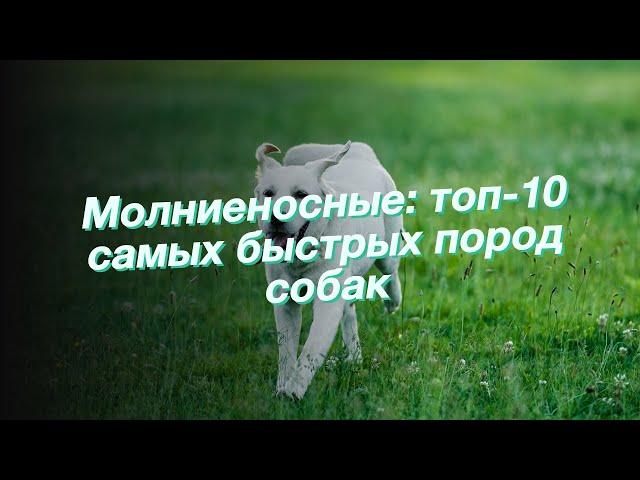 Молниеносные: топ-10 самых быстрых пород собак