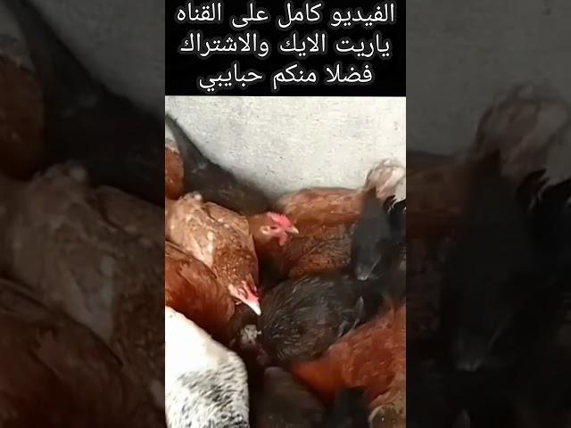 روحت عن اختى فى العيد بس اقلبها ضبط الطيور من الحر والموت المفاجئ #تربية_الطيور