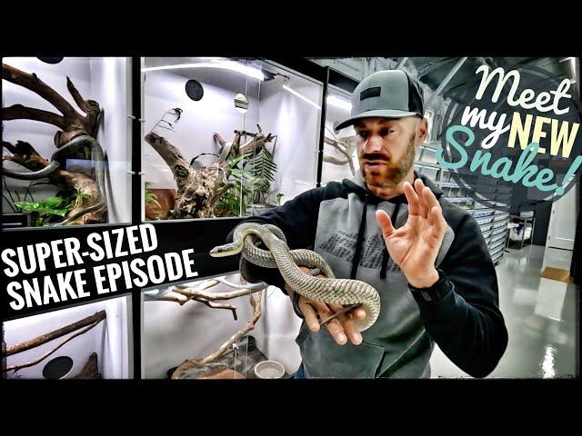 The Best Snake Room I've Ever Seen!