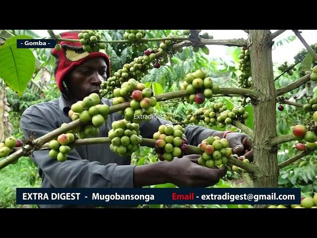 Hon. Kasibante Moses -getting rich from Coffee farming. Teri bugagga obusinga okulima - #extradigest