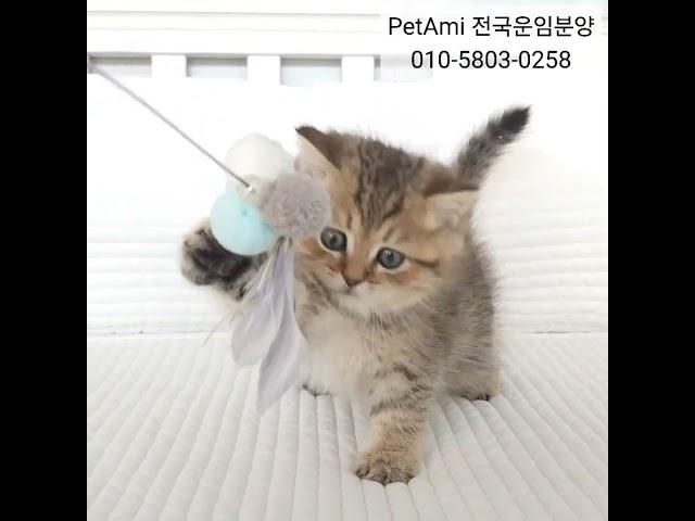 일산고양이분양 브리티쉬숏헤어분양