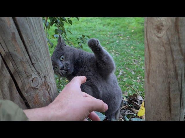 Funny and Angry Gray Cat.