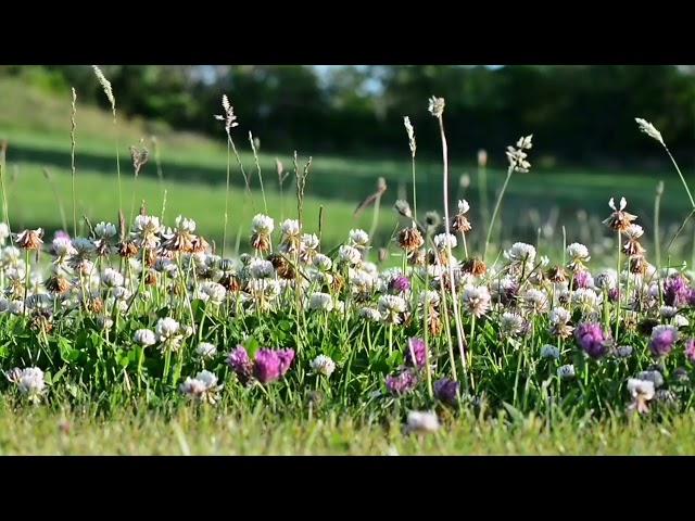 Birds, bees, sounds in the meadow. Video for relaxation. 4 hours