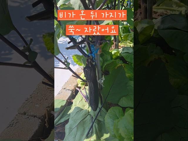 가지가 하루가 다르게 쑥 자랐어요 #옥상텃밭 #소소한행복 #가지