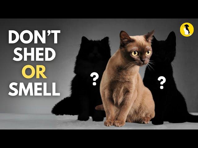 10 Cat Breeds That Don't Shade or Smell (Must-See List!)