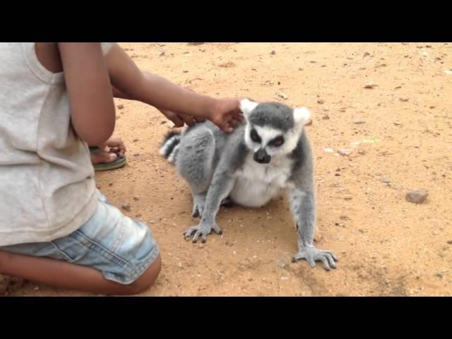 Lemur Asks For Back Scratch | Won't Take No For An Answer