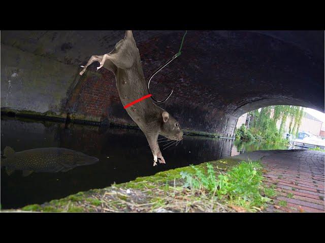 Using Real RATS as BAIT In a City Canal!