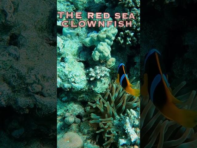 Red Sea Clownfish. #sharm