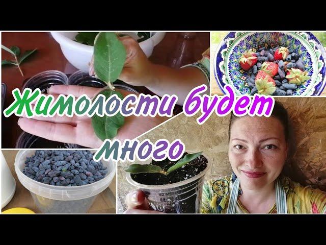 СРОЧНО ЧЕРЕНКУЮ ЖИМОЛОСТЬ | РАЗМНОЖЕНИЕ И ОМОЛОЖЕНИЕ КУСТОВ ЖИМОЛОСТИ