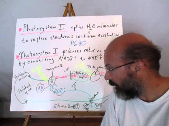 Photosynthesis part 1