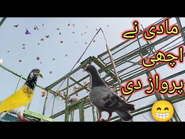 چھت کی رونکے واپس آ گئی - Apna Shok apni pachan - Nasir pigeon club