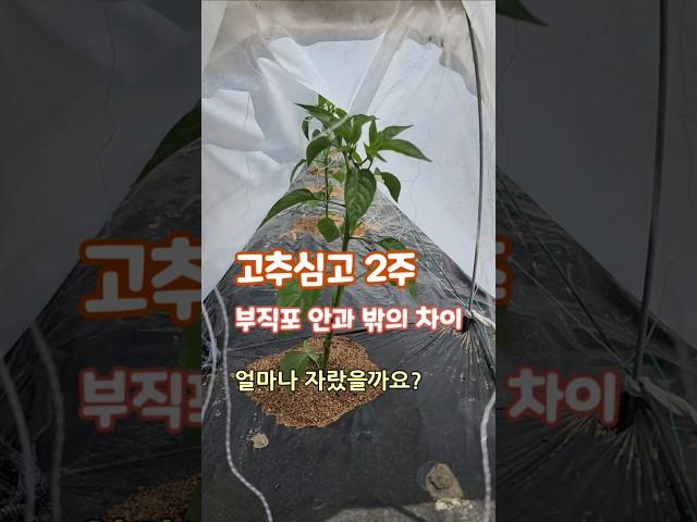 터널재배 고추 정식 괴산젊은농부 #shorts
