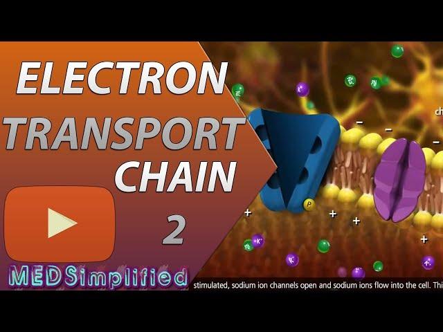 Electron Transport Chain ETC Part 2