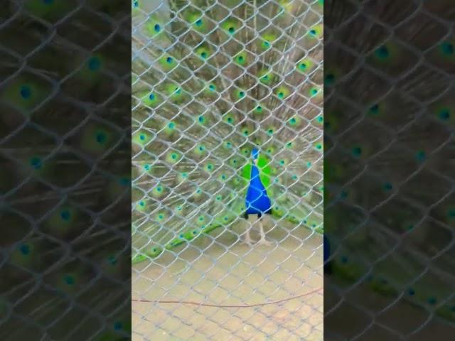 #peacock #sound #subscribers #wildlife #watch #nature