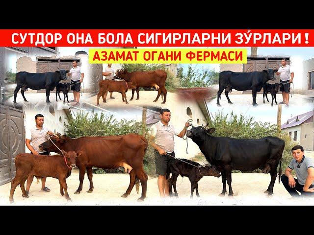 СУТДОР ОНА БОЛА СИГИРЛАРНИ ЗУ́РЛАРИ АЗАМАТ ОГАНИ ФЕРМАСИ !!! ХОРАЗМ БОЗОР