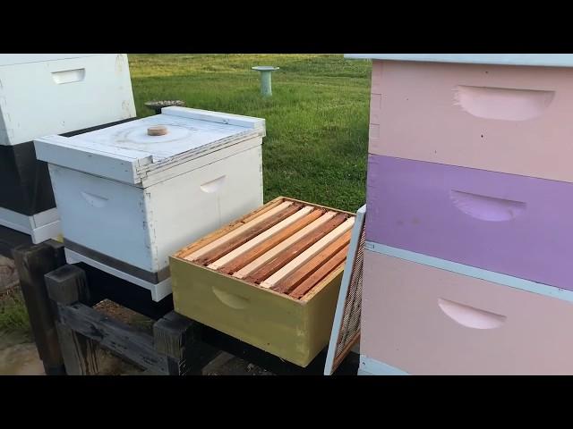 When to put a honey super on | #beekeeping | #honey