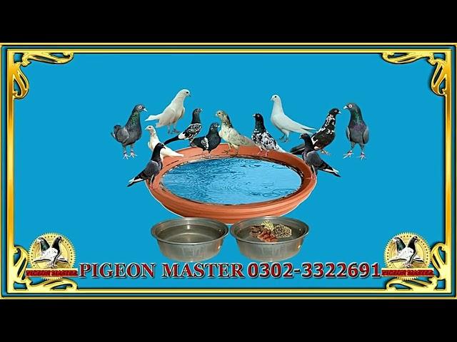 Nuskha Parwaz. How To Increase Pigeon Flying Time. Pigeon Medicine.