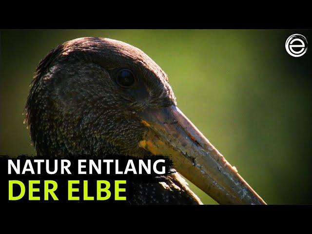 Natur entlang der Elbe – Vom Riesengebirge bis zur Sächsischen Schweiz | Erlebnis Erde