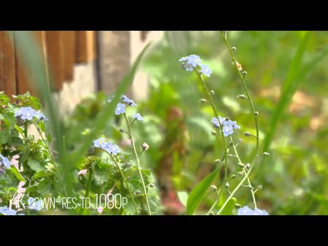 Panasonic Lumix GH4 Basic Test - Adam Plowden Videography