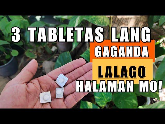 USE THIS TO YOUR PLANTS | EFFECTIVE TIPS PAMPALAGO AT PAMPALAKI NG HALAMAN!