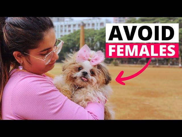 Reasons Why You Should NOT Get A FEMALE Shih Tzu!