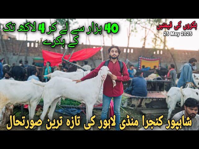 40k se 4Lac tak ke bakre || Shahpur Kanjra Mandi Latest Update || Qurbani 2025 || 25 May 2025 !