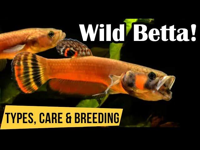 Wild Betta Fish : Types and Insights