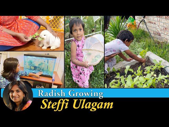 How to grow Radish in Tamil | Harvesting Kovakkai (Ivy Gourd) |  Fish Tank Update