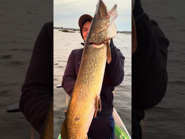 Щука 6кг с утра на пятом забросе #щука #щучка #fishing #трофейнаящука #щукимонстры