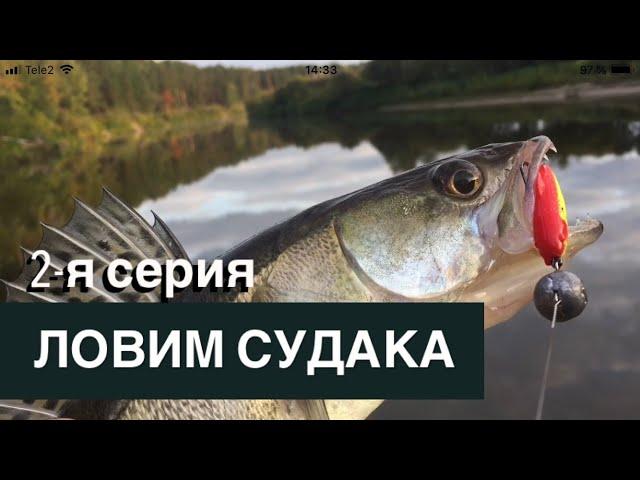 Ловил щуку - поймал судака/Первый в жизни судак/ЧЕШУЯ МОЯ.