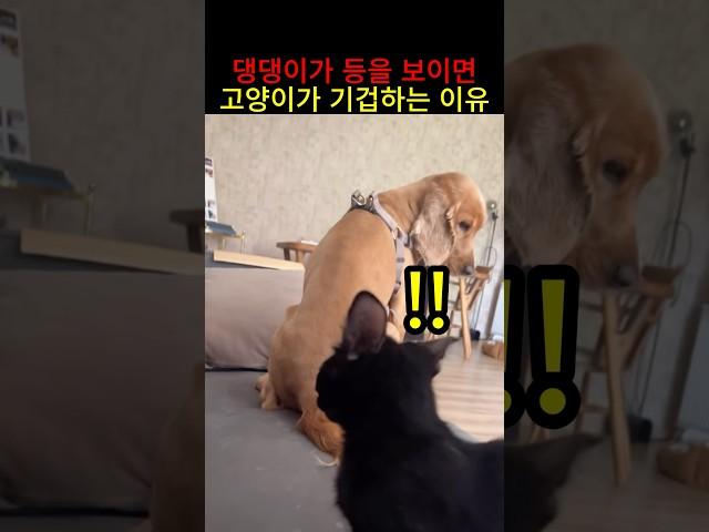 댕댕이가 등을 보이면 고양이가 기겁하는 이유