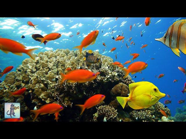 3 HOURS of Beautiful Coral Reef Fish   Relaxing Aquarium Music & Ocean Fish