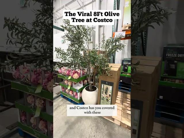 Instant Elegance! CG Hunter 8’ Faux Olive Tree at Costco Looks So Real!